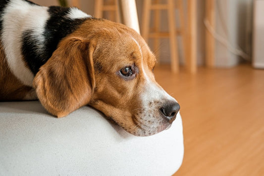 Top 5 des astuces contre l'anxiété de rentrée de votre chien