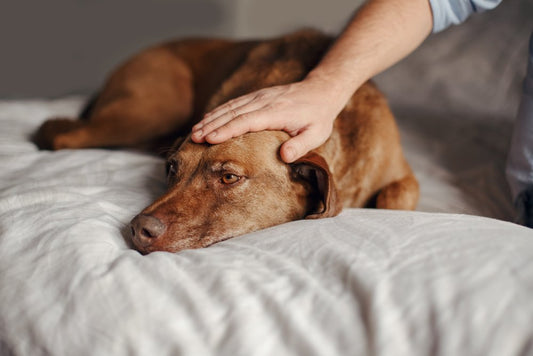 Vous caressez souvent votre chien ? Il n’aime peut-être pas ça