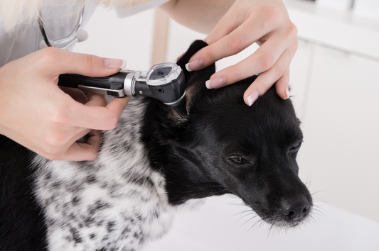 Otites et infections de l’oreille, c’est 1 consultation sur 10 !