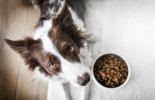 Pourquoi mon chien a arrêté de manger