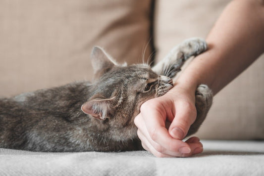 De câlin à morsure, il n’y a qu’un pas