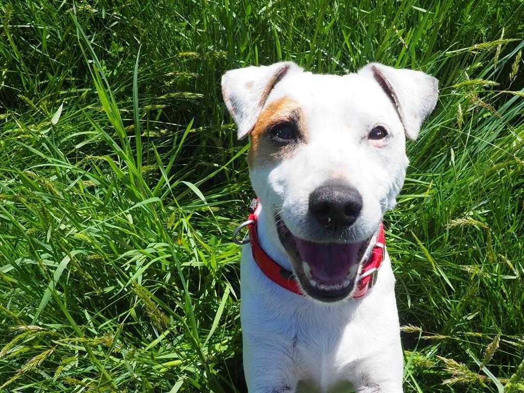 À votre avis, Cristobal est-il un chien bien éduqué ?