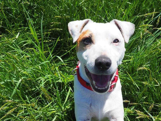 À votre avis, Cristobal est-il un chien bien éduqué ?