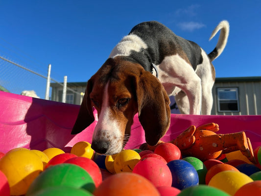 L'enrichissement pour lutter contre l'ennui de votre chien