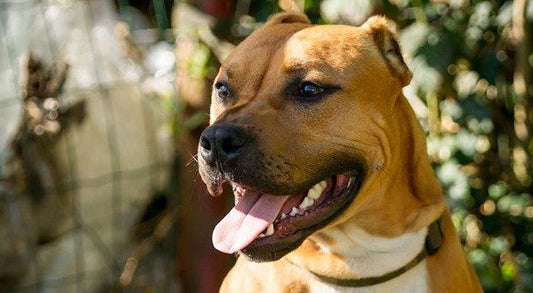 Sauvé de la noyade, Loucky cherche une famille
