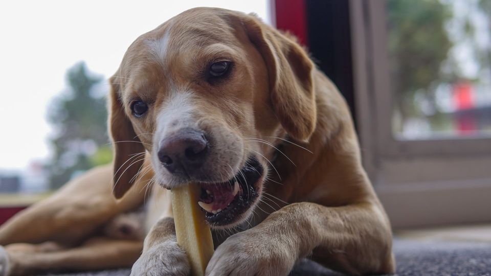 Détartrage du chien 100% agréable : les incontournables de la mastication