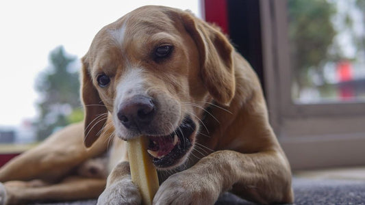 Détartrage du chien 100% agréable : les incontournables de la mastication