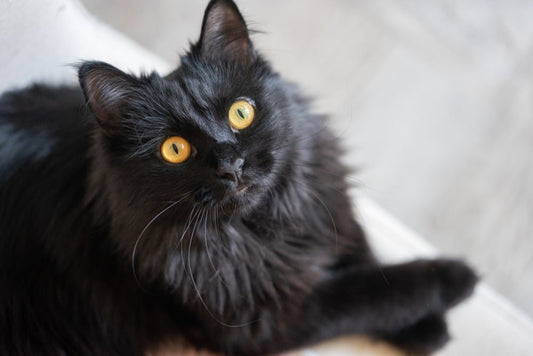 La malédiction des chats noirs