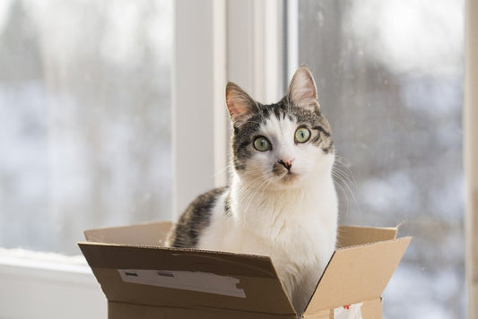 Minet adore les cartons : voici pourquoi