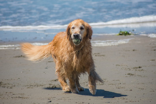 Comment garder en forme mon vieux chien ?
