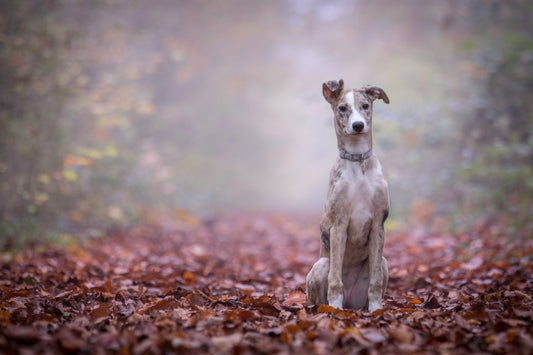 Promener son chien, c'est mieux l'aimer