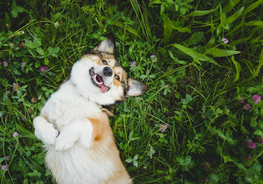 Les 4 besoins fondamentaux de votre chien
