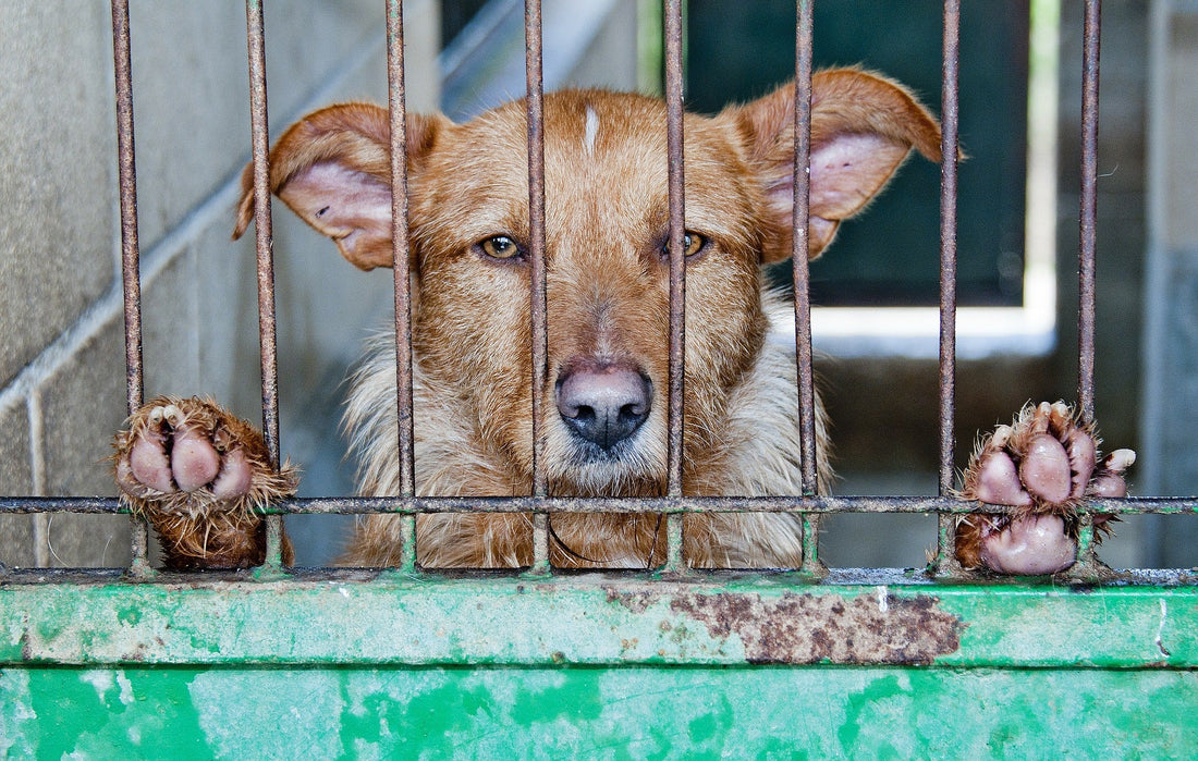 Pour un Secrétariat d'Etat à la cause animale