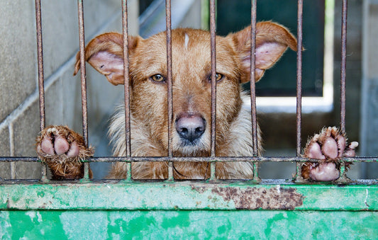 Pour un Secrétariat d'Etat à la cause animale