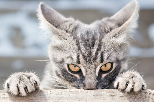 4 choses à ne plus faire subir à votre chat