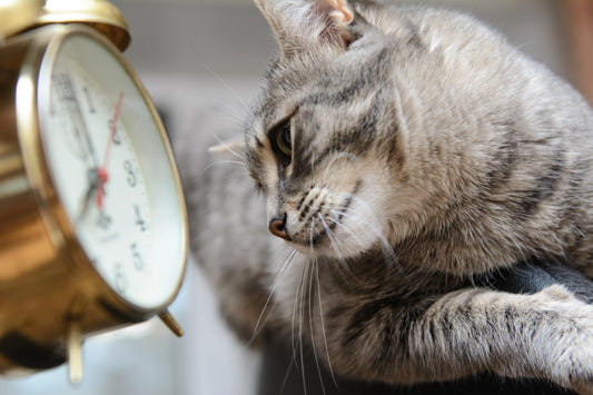 Notion du temps : comment ça se passe pour Minet ?