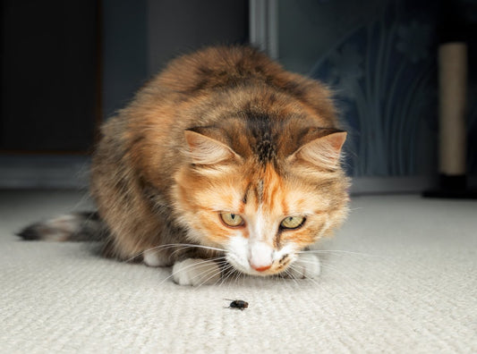 Les insectes dangereux pour votre chat