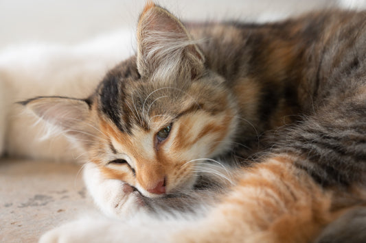 8 signes qui montrent que votre chat va bien