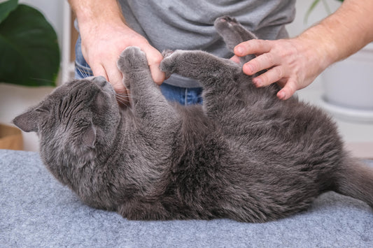 Ne frappez pas votre chat… du moins, pas avec un bâton.