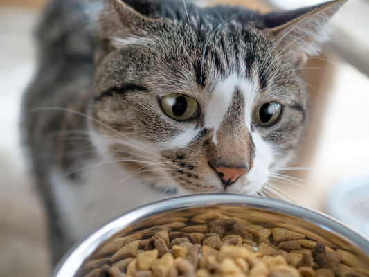 3 astuces qui donnent du goût aux croquettes
