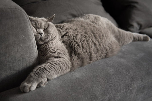 Votre chat ronfle ?