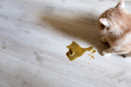 Les vomissements ne sont pas une fatalité pour votre chat