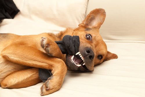 Au secours, mon chien a avalé une chaussette !