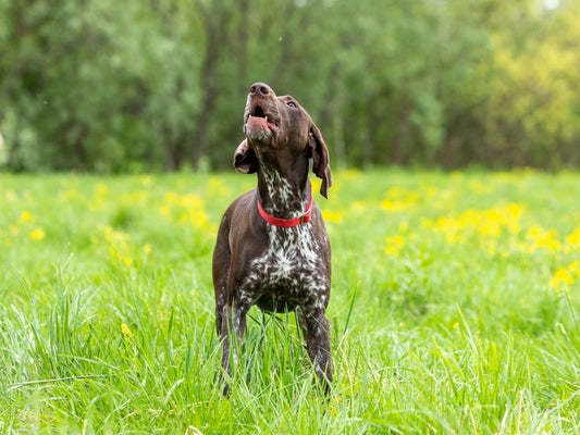 Pourquoi mon chien aboie ?