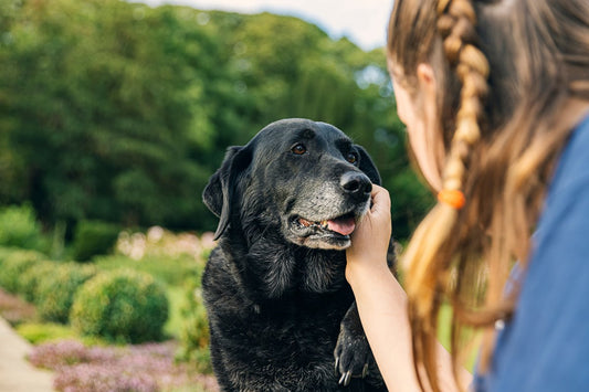 Votre chien vieillit : testez cet ingrédient anti-arthrose
