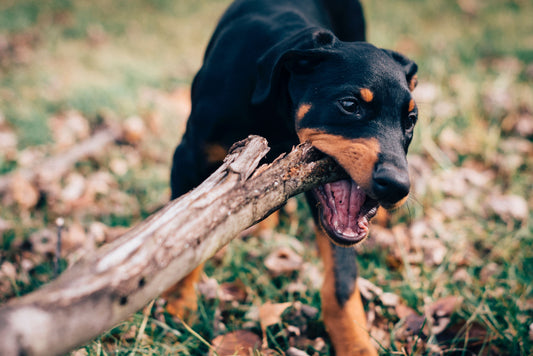 Mordillements du chiot - et si c'était les dents de lait ?