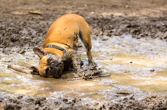 Vous allez encourager votre chien à sauter dans la boue