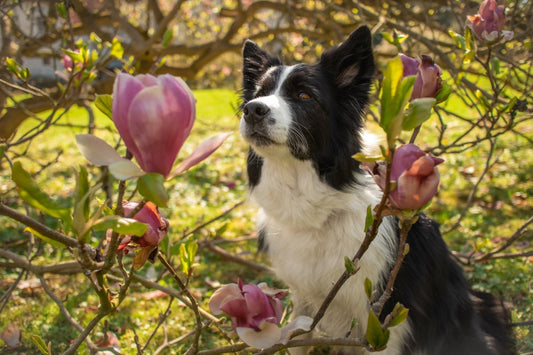 Comment soigner mon chien avec la gémmothérapie ?