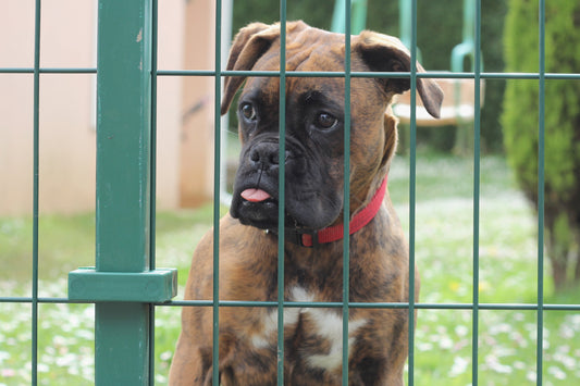 Scoubidou : 5 mois, en cage 8 heures par jour