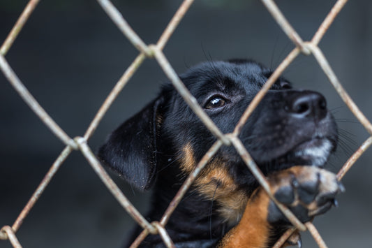 Témoin de négligence envers un animal : comment agir ?