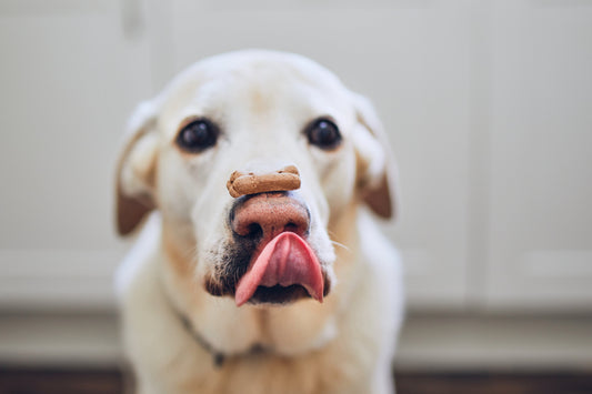 Le parent pauvre de l'éducation canine