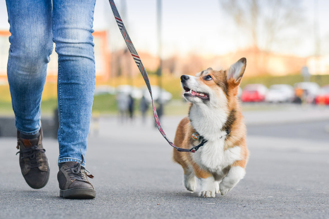 3 exercices surprenants qui transforment votre chien