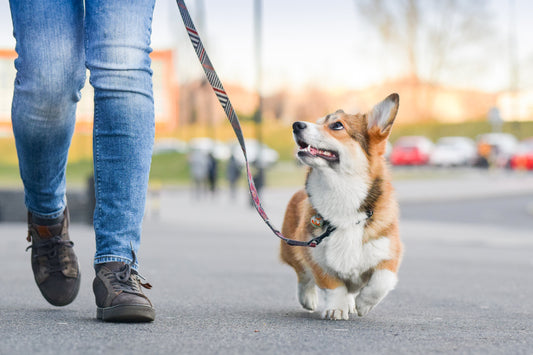 3 exercices surprenants qui transforment votre chien