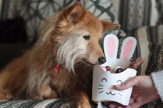 Pâques : mon chien a mangé du chocolat, c'est dangereux ?