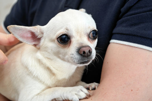 Pourquoi mon chien tremble ?