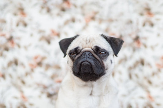 Mon chien est-il jaloux ?