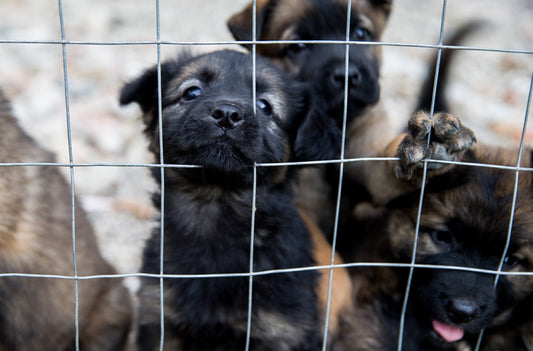 Trafic d’animaux : troisième commerce illégal au monde (après la drogue et les armes)