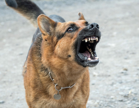 Vivre avec un chien réactif : Comment faire ?