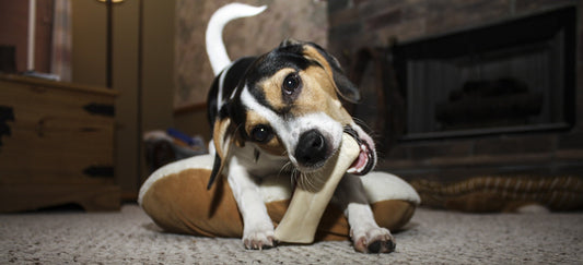 Comment occuper mon chien quand il est seul ?