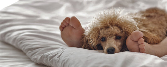 Vous dormez avec votre chien ? Grand bien vous fasse !