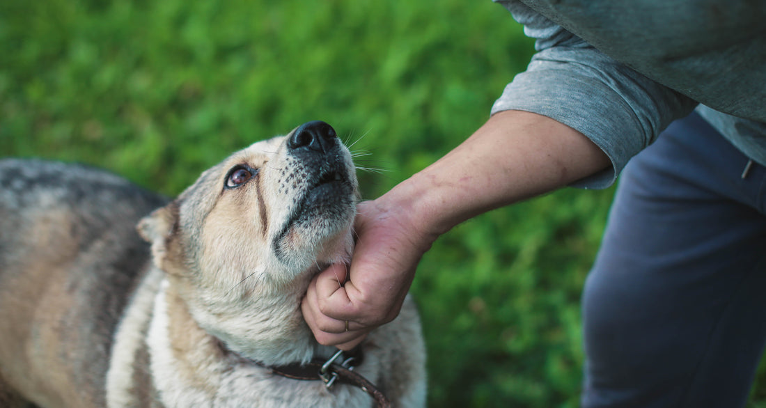 Dominer son chien : le conseil dangereux des dresseurs coercitifs