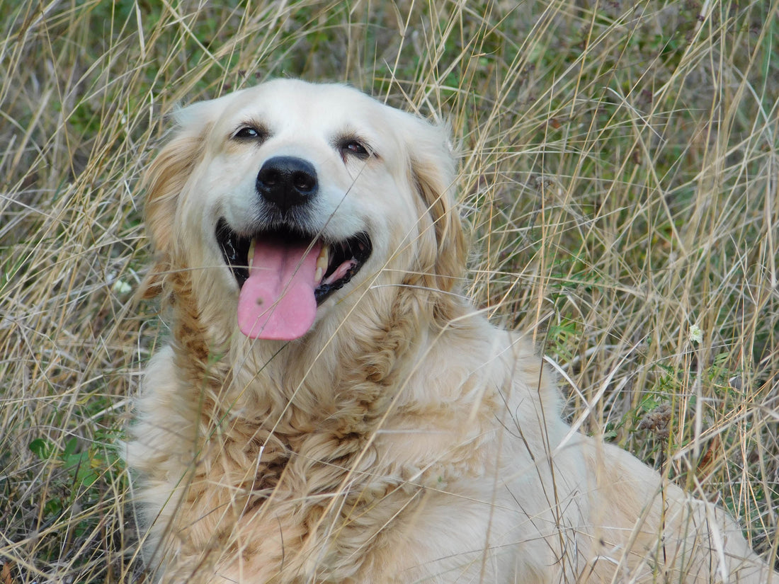 Vermifuger mon chien au naturel