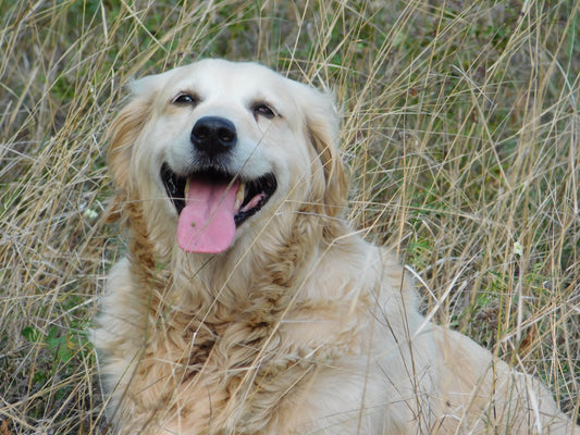 Vermifuger mon chien au naturel