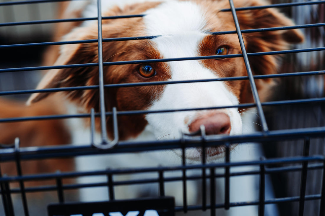 Cage, destruction, et auto-mutilation.