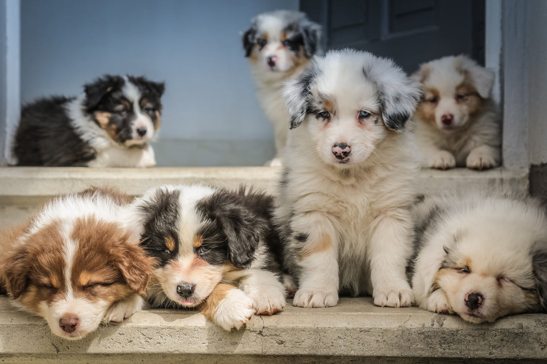 Les chiens de race sont-ils plus malades ?