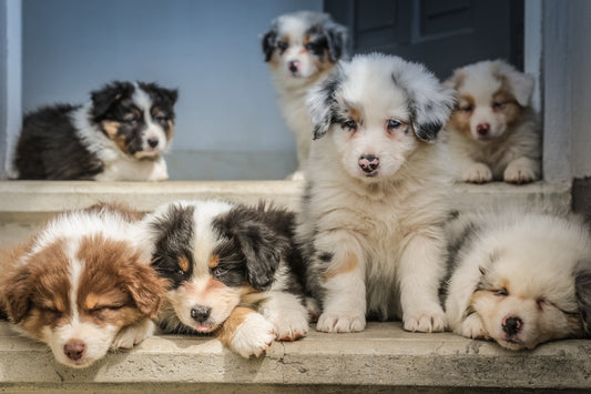 Les chiens de race sont-ils plus malades ?
